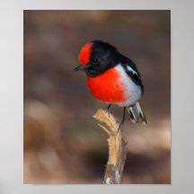 Red-capped Robin Print