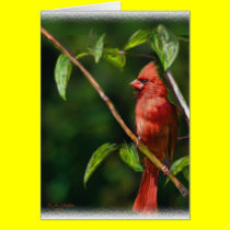Red Cardinal cards