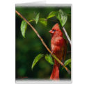Red Cardinal