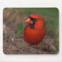 Red Cardinal 2 mousepads