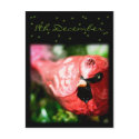 Red Cardinal • Advent Calendar Postcard