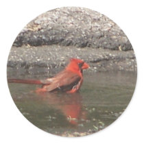 red cardinal bathes stickers