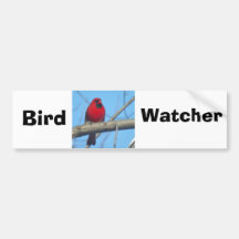 Red Cardinal/Bird Bumper Sticker
