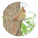 Red Cardinal Bird Sticker