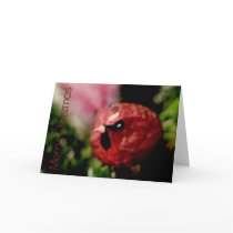 Red Cardinal • Christmas Greeting Card