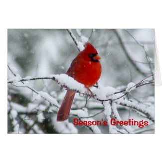 Red Cardinal Christmas Greeting Card
