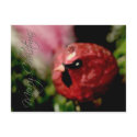 Red Cardinal • Christmas Postcard