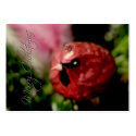 Red Cardinal • Christmas Profilecard / Gift Tag by SabineStGreetings Red Cardinal • Christmas Profilecard / Gift Tag