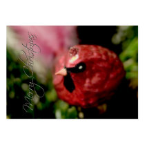 Red Cardinal • Christmas Profilecard / Gift Tag