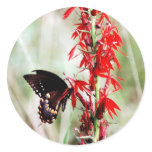 Red Cardinal Flower and Butterfly