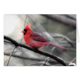 Red Cardinal, Gray Day Photography