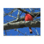 Red Cardinal in a Tree Postcard