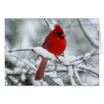 Red Cardinal in the Snow Card