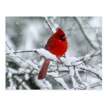 Red Cardinal in the Snow Postcard