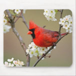 Red Cardinal Mouse Pads