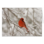 Red Cardinal (Note Cards)
