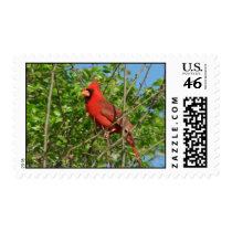 Red Cardinal Postage postage