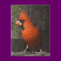 Red Cardinal Postcard