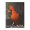Red Cardinal Postcard by naturegirl7 Red Cardinal Postcard