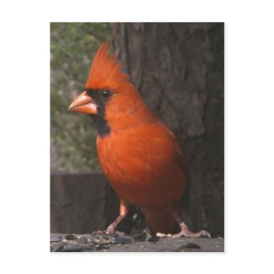 Red Cardinal Postcard by naturegirl7