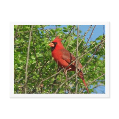 Red Cardinal Postcard by GypsyOwl