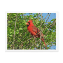 Red Cardinal Postcard