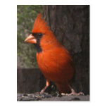 Red Cardinal Postcard