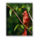 Red Cardinal posters by 777Images Red Cardinal posters