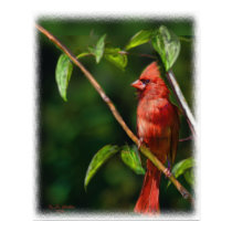 Red Cardinal posters by 777Images Red Cardinal posters