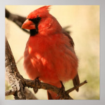 Red Cardinal  Poster
