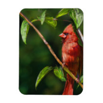 Red Cardinal Rectangle Magnet