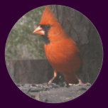 Red Cardinal Sticker stickers