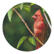 Red Cardinal Round Sticker