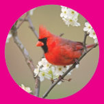 Red Cardinal Sticker