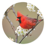Red Cardinal Sticker