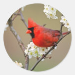 Red Cardinal Sticker