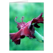 Red Carnation Card