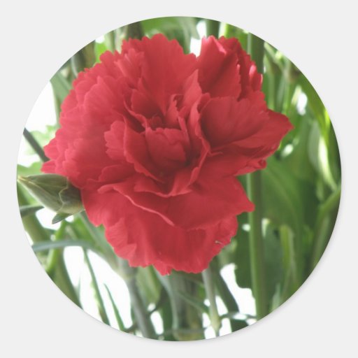 Red Carnation Stickers Zazzle