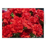 Red carnations card