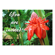 Red Carribean Rose Exotic Flower Announcements