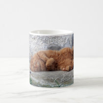 red cat resting on the ground mugs