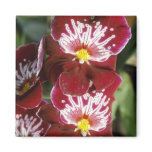 Red Celle 'Wasserfall' (Miltonia) flowers magnets