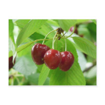 red cherries postcard