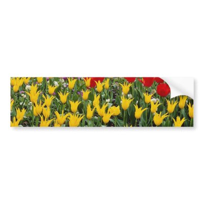 canadian red cherry tree pictures. Red Cherry tree and tulips