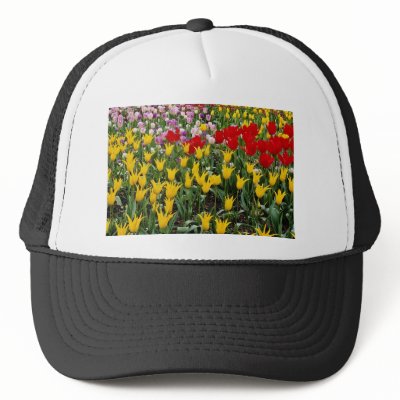 canadian red cherry tree pictures. Red Cherry tree and tulips