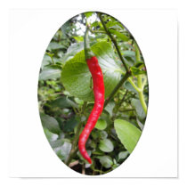 Red Chilli posters by greenblueyellow Red Chilli posters