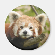 red-chinese-panda10x10 fridge magnets