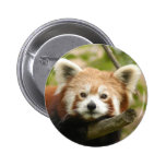 red-chinese-panda10x10 pinback buttons
