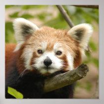 red-chinese-panda10x10 poster