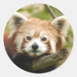 red-chinese-panda10x10 round sticker